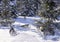 A flock of Siberian Husky among the snow-covered firs