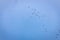 Flock of silhouetted Ruddy Shelduck flying against the blue sky
