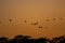 Flock of Silhouetted Siberian Ducks at Sunset