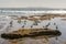 Flock of silver gull birds on a rock with surfers surfing on the background