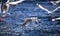 Flock of Silver Gulls in Flight, Seagull Flying