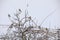 Flock of small bird European goldfinch in winter