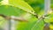 The flock of small black aphids on a stem of a plant