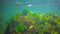 A flock of small fish Atherina pontica catches food above the thickets of green and red algae. Black Sea