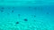 A flock of small fish swim in the blue water in shallow water in a tropical sea