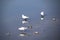 The flock of small sea gulls on the salt lake