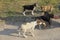 A flock of small stray puppies of dogs stand on the ground