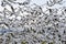 Flock of Snow Geese