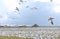 Flock of Snow Geese