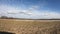 Flock of Snow Geese in Corn Field