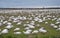 Flock of Snow Geese Feeding in Field