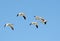 Flock of snow geese in flight, Migration
