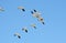 Flock of snow geese in flight, Migration