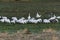 Flock of Snow Geese gathering food in a grassy field