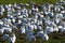 Flock of Snow Geese looking for food in a grassy field