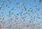 Flock of Snow Geese Taking Flight