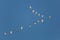 Flock of Snowy Egrets in flight - Cedar Key, Florida