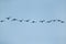 A flock  of Socotra cormorants flying at Busaiteen coast, Bahrain