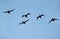 A flock of Socotra cormorants flying at Busaiteen coast, Bahrain