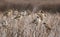Flock of sparrow birds