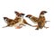 flock of sparrows in dynamics isolated