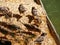 Flock of sparrows, feeding on grain, one with open beak