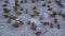 Flock of sparrows fighting over bread crumbs.