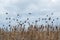 flock of sparrows flying