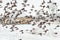 Flock of sparrows flying against the background of the village