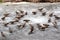 A flock of sparrows having breakfast.