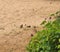 A flock of sparrows resting on the sand. Birds bathe in the sand