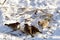 A flock of sparrows rummages in the snow on the ground in search of food.