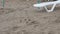 Flock of sparrows in the sand. Birds on the background of beach loungers.