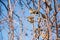 a flock of sparrows sits on bare bush