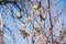 A flock of sparrows sits on bare bush