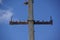 A flock of sparrows sits on an electric pole