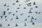 Flock of speed racing pigeon bird flying