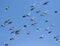 Flock speed racing pigeon bird flying against clear blue sky