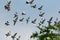 Flock of speed racing pigeon brid flying