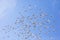 Flock of speed racing pigeon flying against beautiful clear blue sky