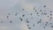 Flock of speed racing pigeon flying against cloudy sky