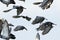 Flock of speed racing pigeon flying mid air