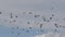 Flock of speed racing pigeon flying over sky