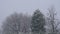 Flock Starling Winter Snow Tree