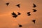 Flock of starlings in the backdrop of the sunset sky