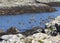 Flock of Starlings flying over small Scottish loch