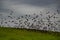 Flock of starlings taking flight