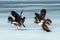 Flock of Steller`s sea eagles and white-tailed eagles fighting over fish on frozen lake, Hokkaido, Japan, majestic sea raptors