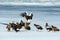 Flock of Steller`s sea eagles and white-tailed eagles fighting over fish on frozen lake, Hokkaido, Japan, majestic sea raptors