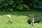 Flock of stork birds on a forest near lake